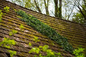 A low angle shot of weeds and ivy growing on a house roof