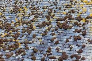photo of old roof covered with moss